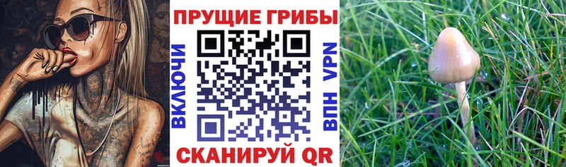 omg tor  Горячий Ключ  Псилоцибиновые грибы Psilocybine cubensis  наркота 
